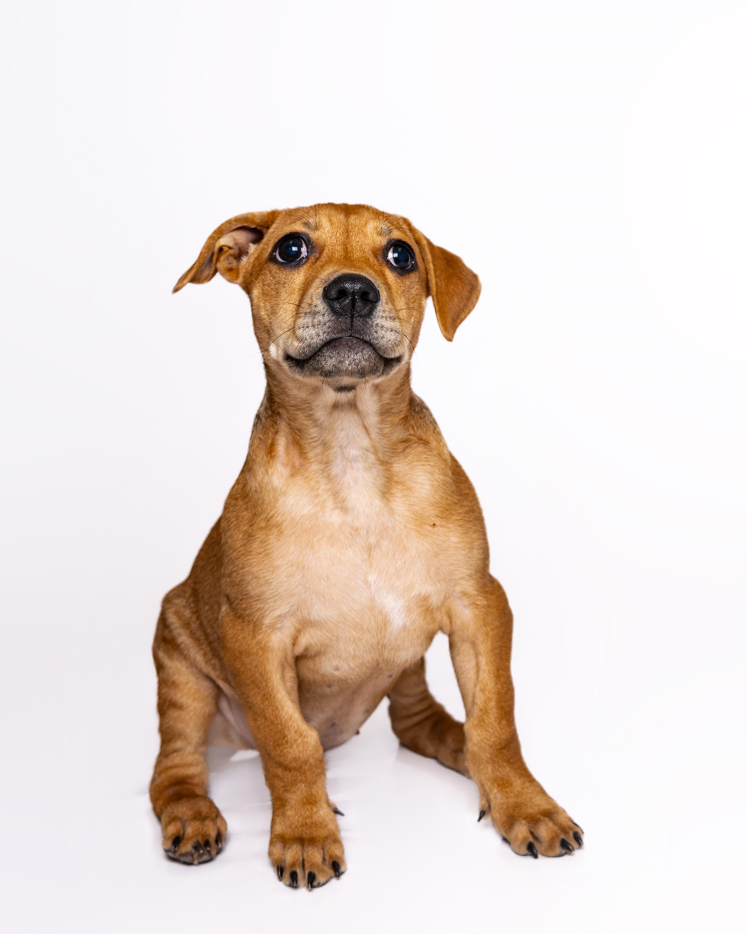 Mildred, a Adoptable mixed breed in Itasca, IL image 2/6