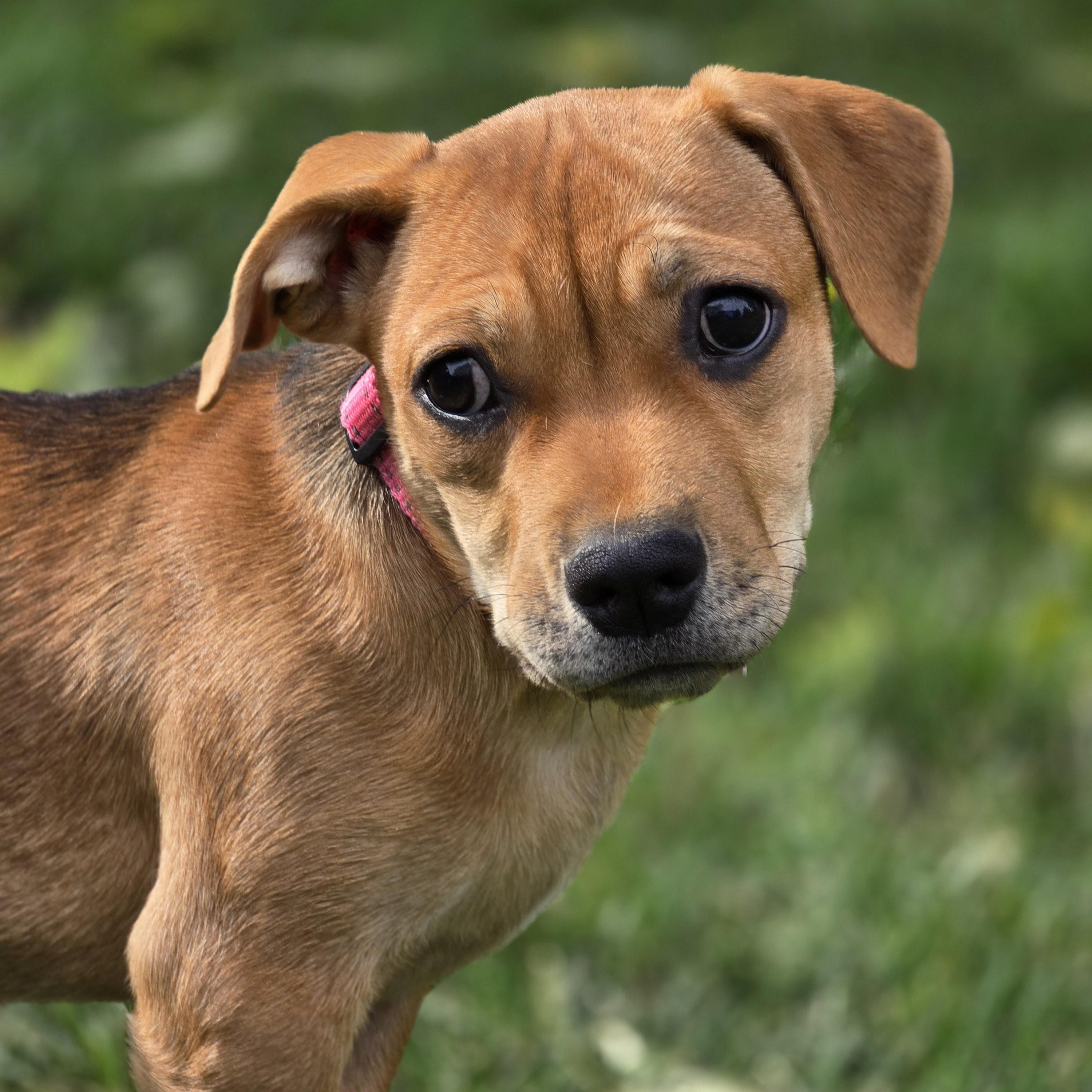 Mildred, a Adoptable mixed breed in Itasca, IL image 6/6