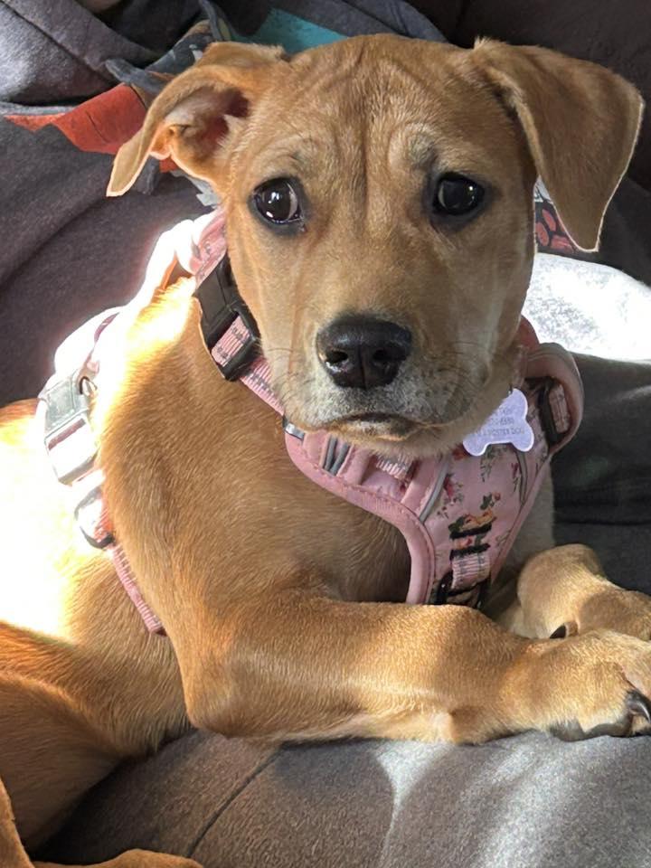 Enlarge Mildred, a Adoptable mixed breed in Itasca, IL image 4/4