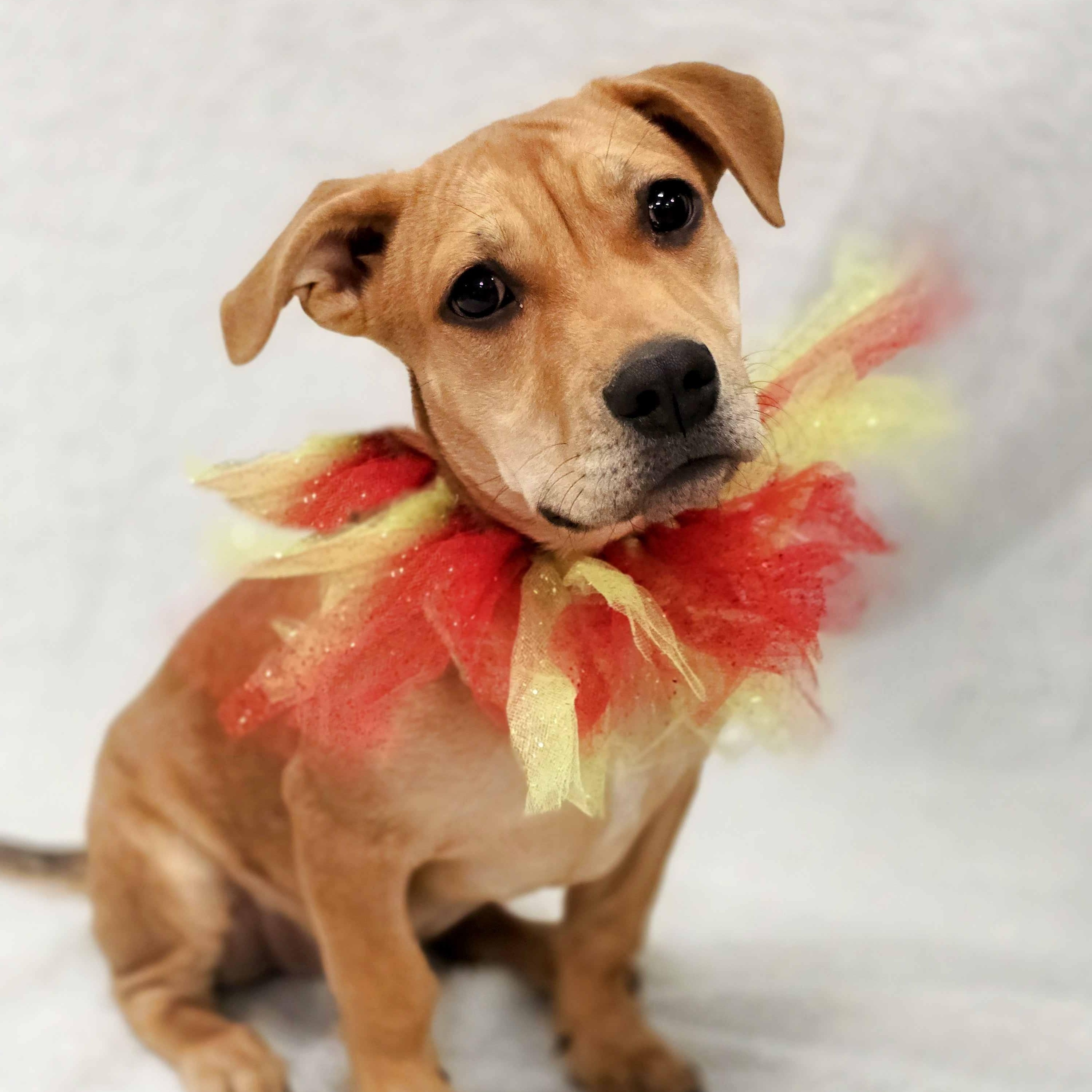 Enlarge Mildred, a Adoptable mixed breed in Itasca, IL image 2/2