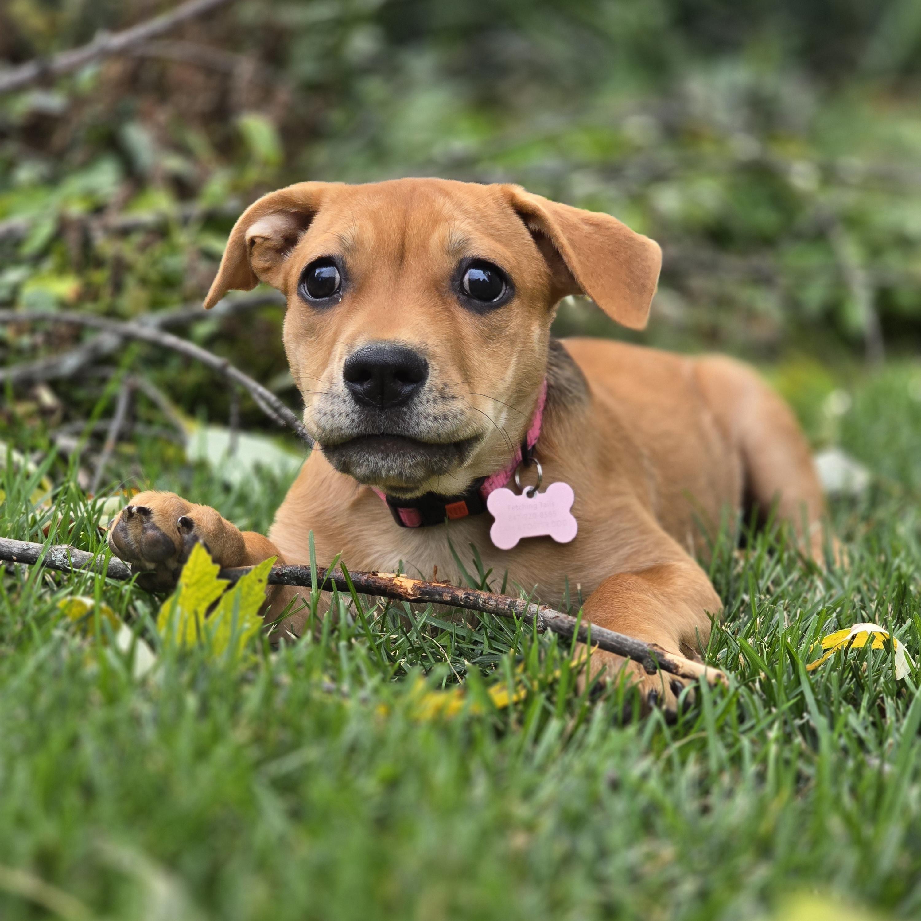 Mildred, a Adoptable mixed breed in Itasca, IL image 5/6