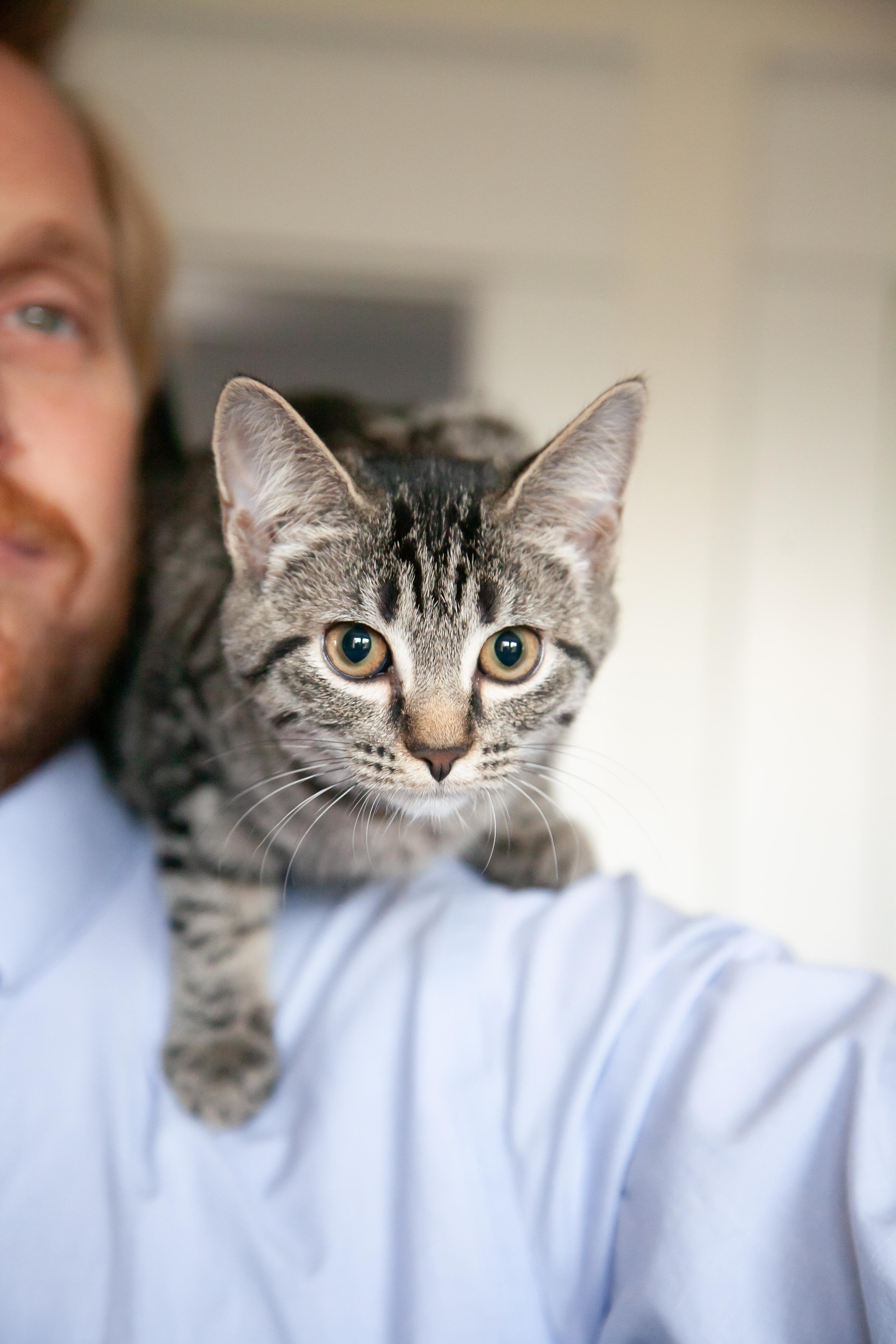 Enlarge Sofía, a ADOPTABLE Domestic Short Hair in Nashville, TN image 2/5