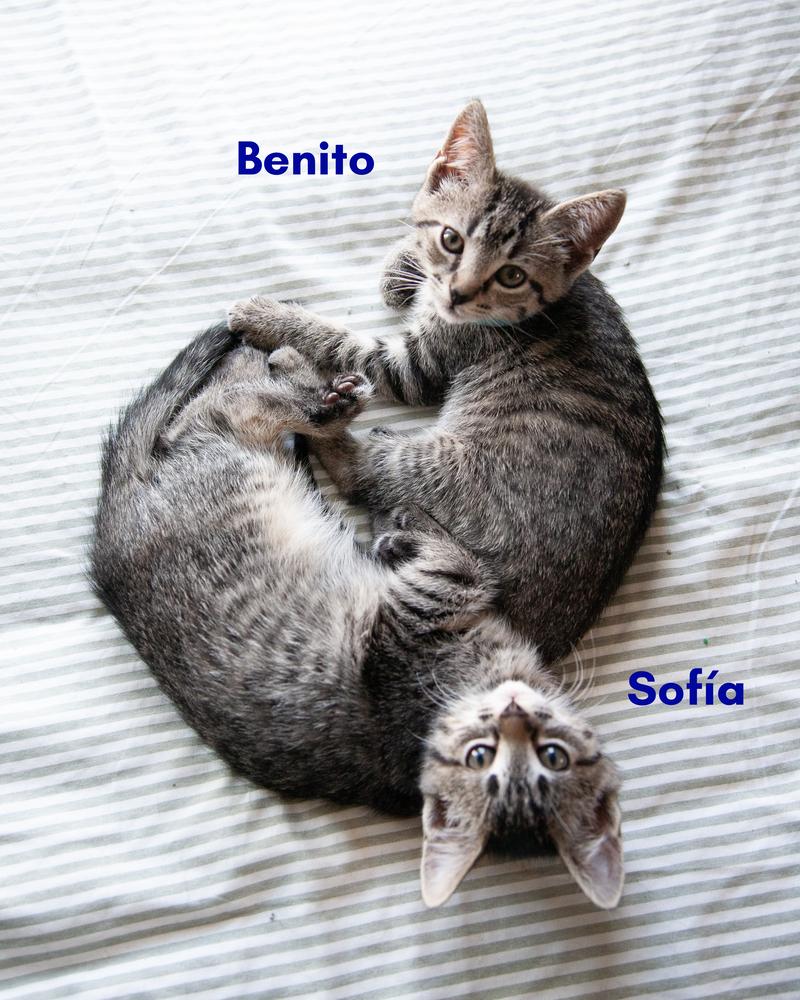 Enlarge Sofía, a ADOPTABLE Domestic Short Hair in Nashville, TN image 5/5