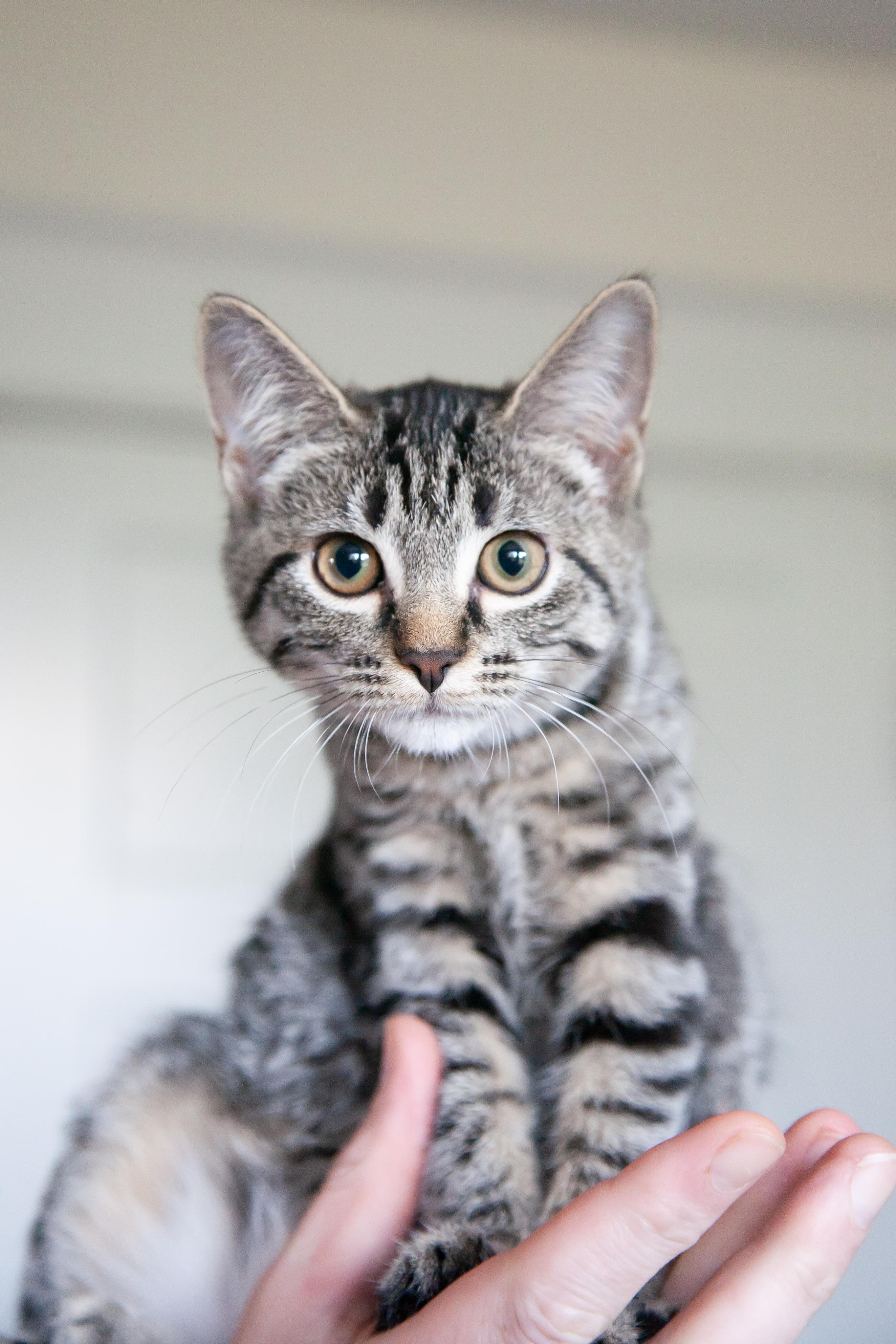 Enlarge Sofía, a ADOPTABLE Domestic Short Hair in Nashville, TN image 3/5