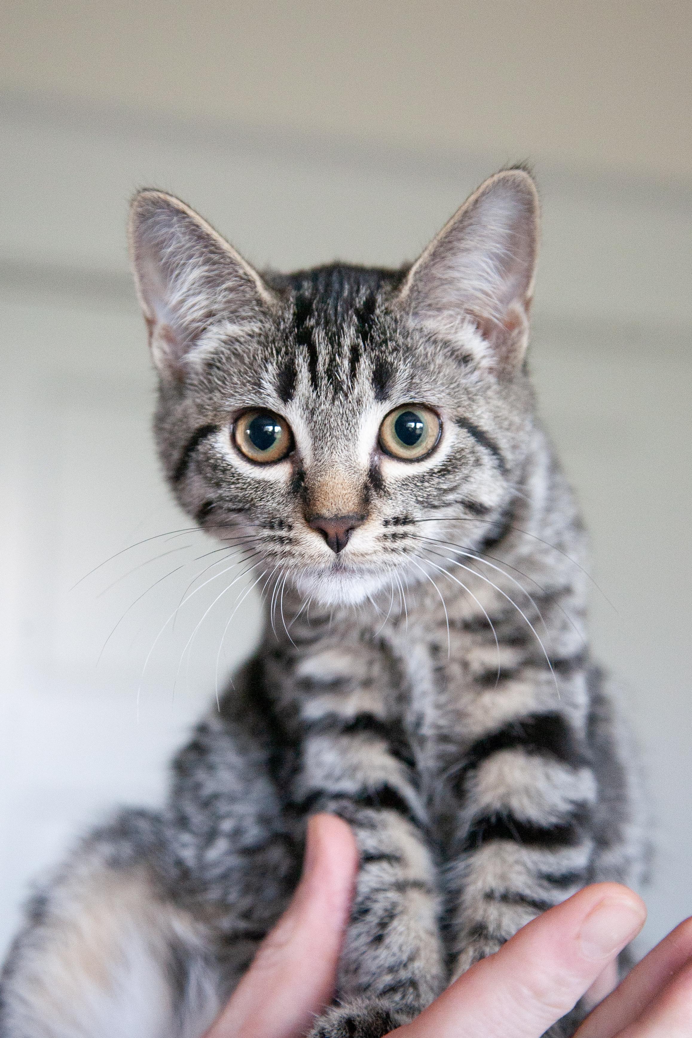 Sofía, ADOPTABLE, Young Female Domestic Short Hair.