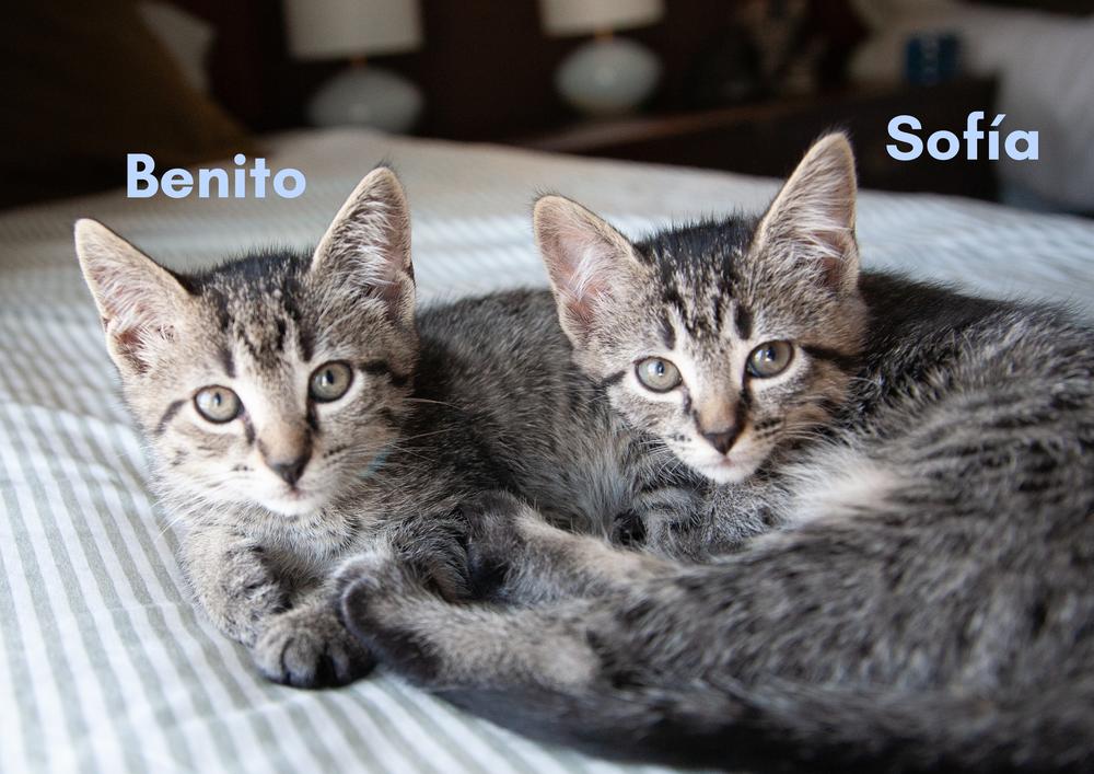 Enlarge Sofía, a ADOPTABLE Domestic Short Hair in Nashville, TN image 4/5