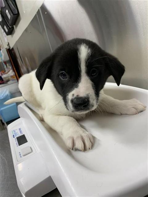 FROSTY, Adoptable, Puppy Female Labrador Retriever & Husky.