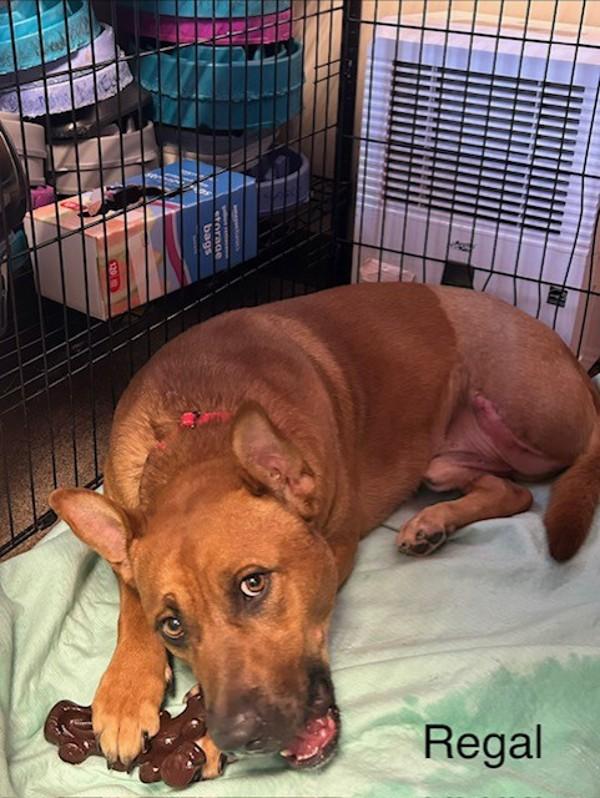 Enlarge Regal, a Adoptable mixed breed in Knoxville, TN image 1/1