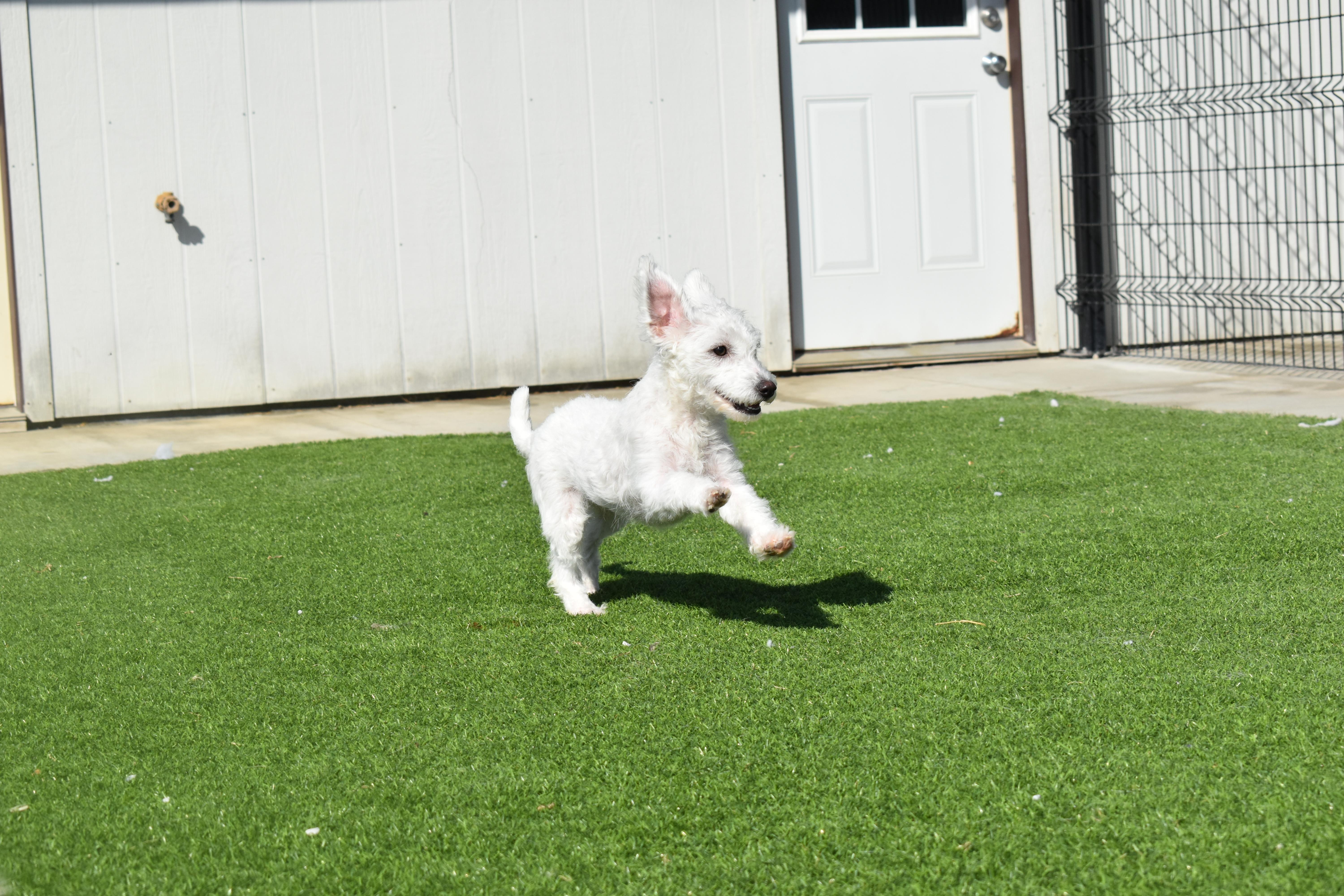 Enlarge Platinum, a Adoptable mixed breed in Auburn, NE image 3/6