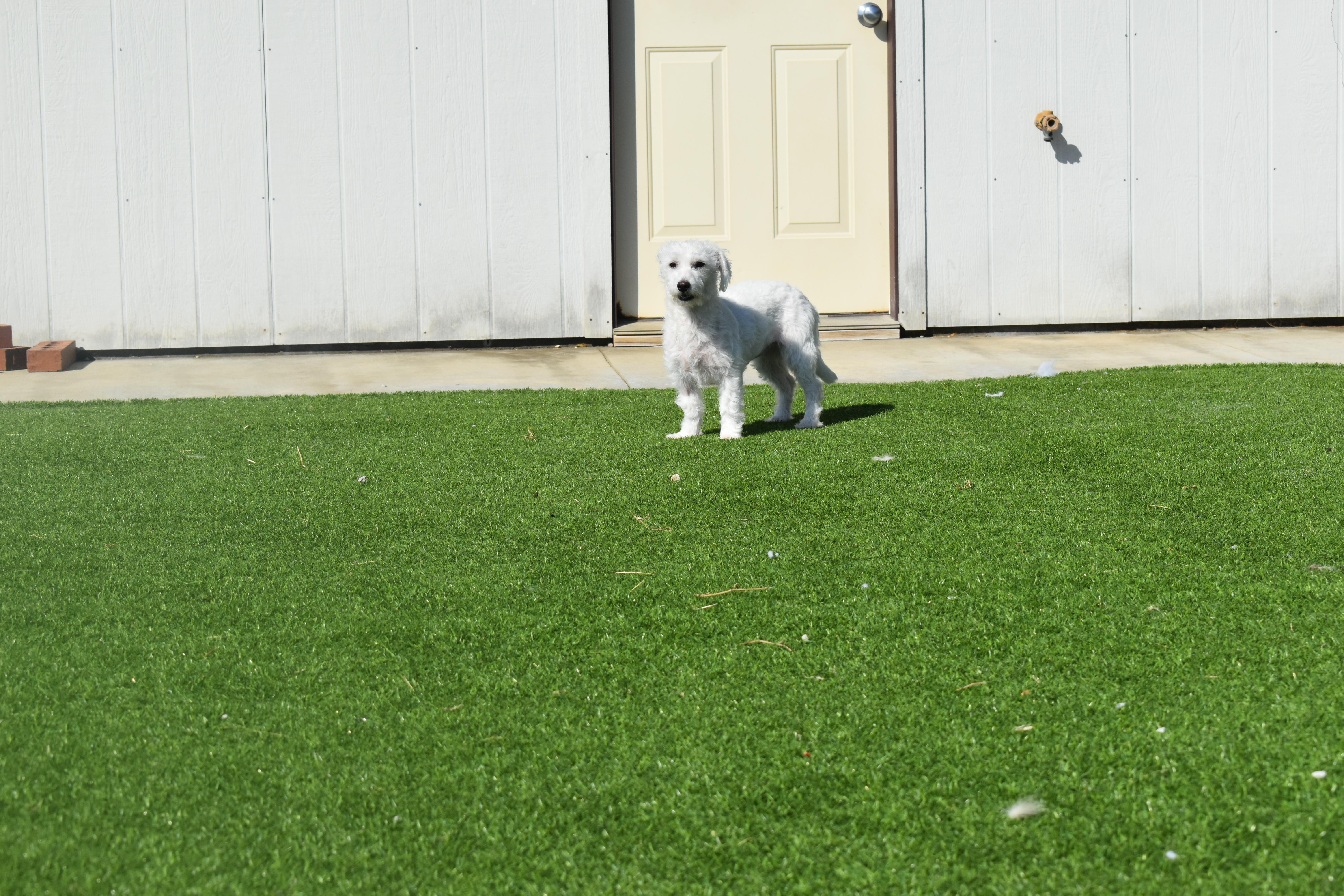 Enlarge Platinum, a Adoptable mixed breed in Auburn, NE image 5/6