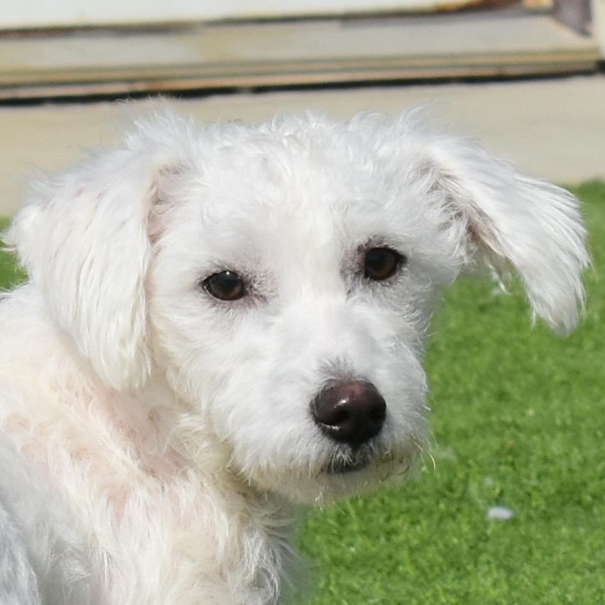 Platinum, Adoptable, Young Female Miniature Poodle.