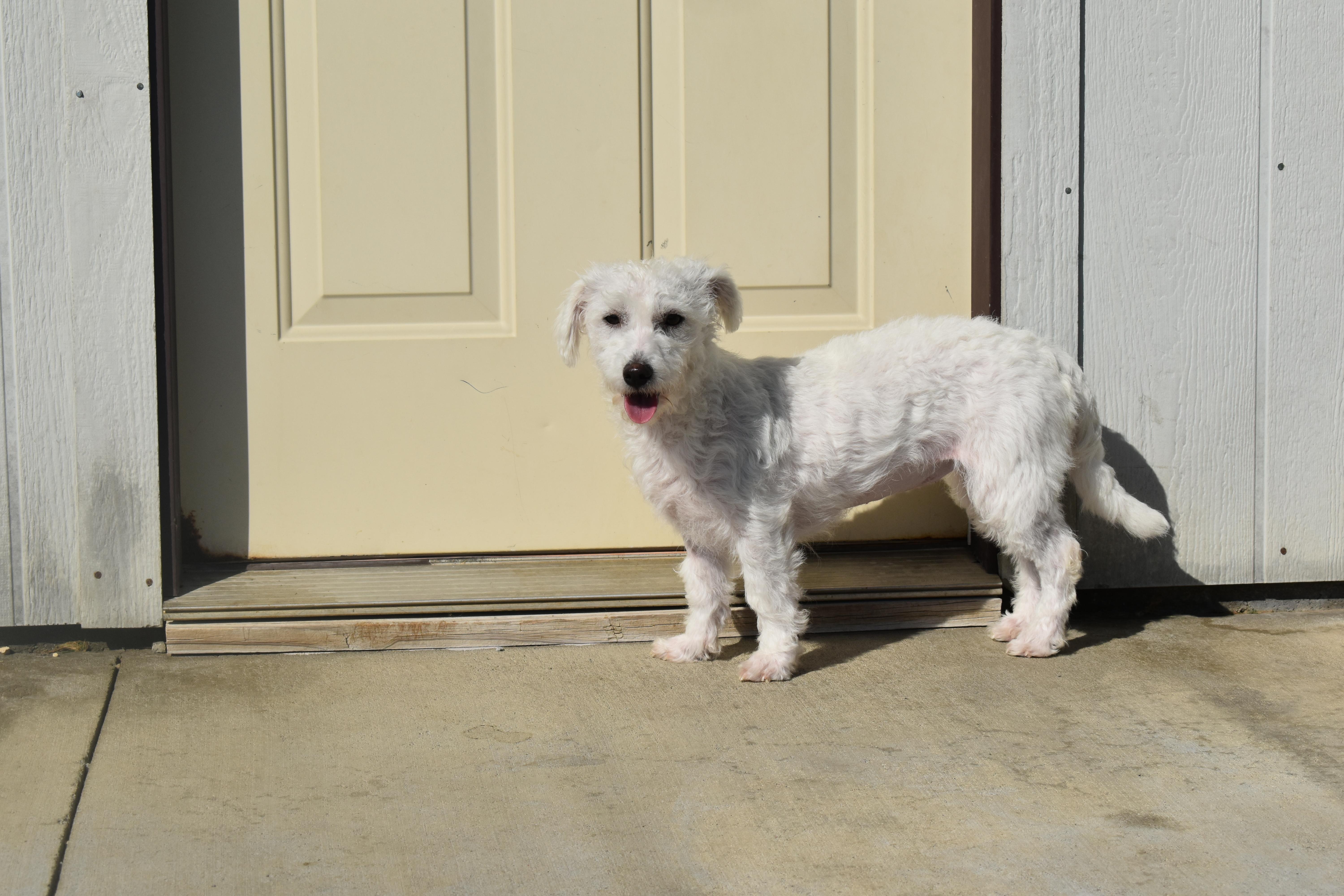 Enlarge Platinum, a Adoptable mixed breed in Auburn, NE image 6/6