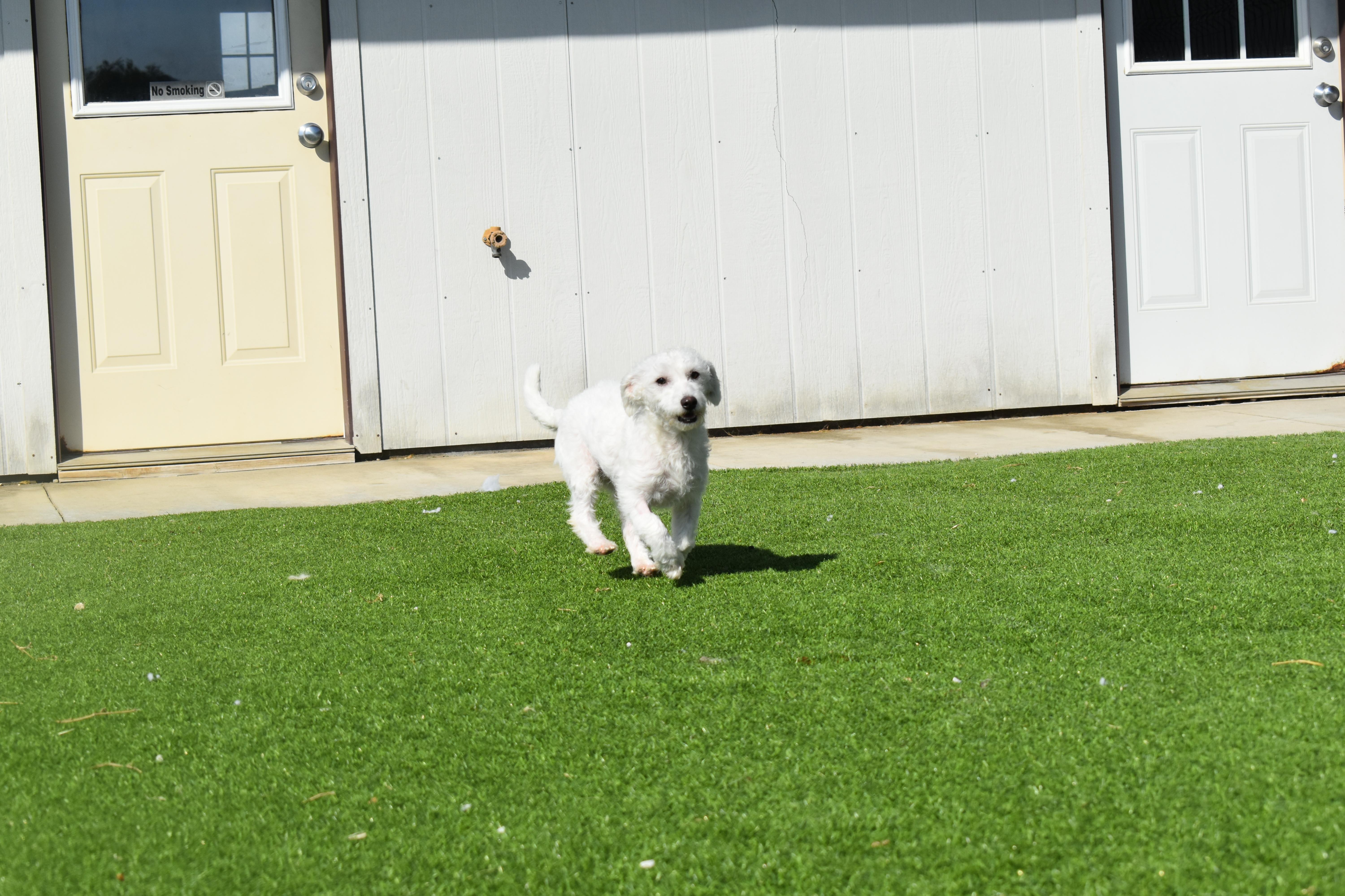 Enlarge Platinum, a Adoptable mixed breed in Auburn, NE image 2/6