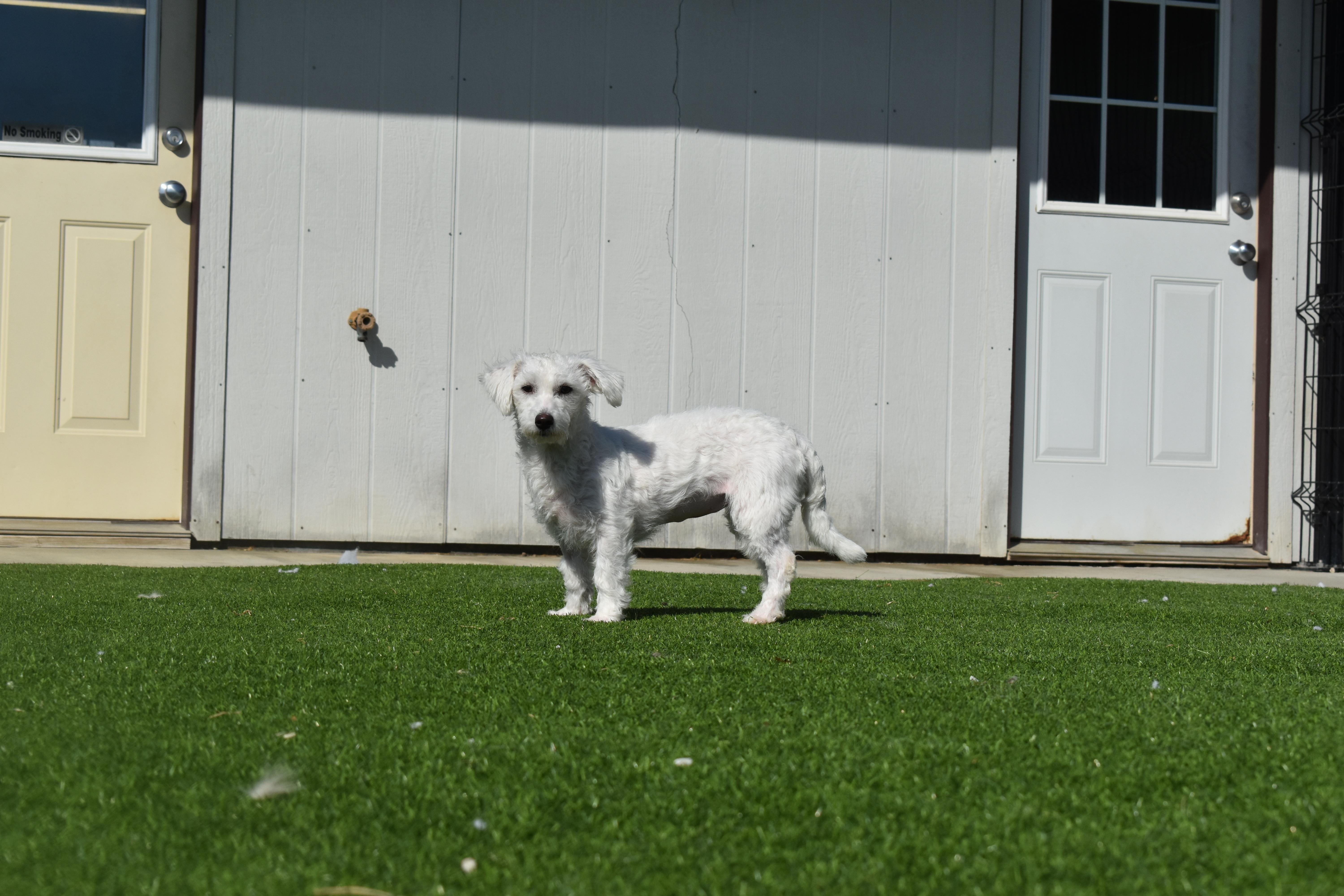 Enlarge Platinum, a Adoptable mixed breed in Auburn, NE image 4/6