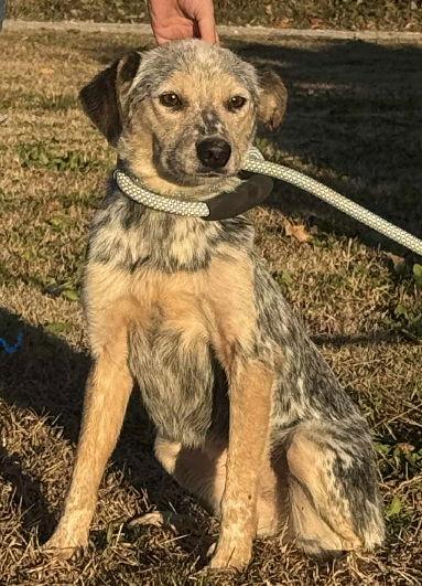 Bindi, Adoptable, Adult Female Australian Cattle Dog / Blue Heeler & Beagle.