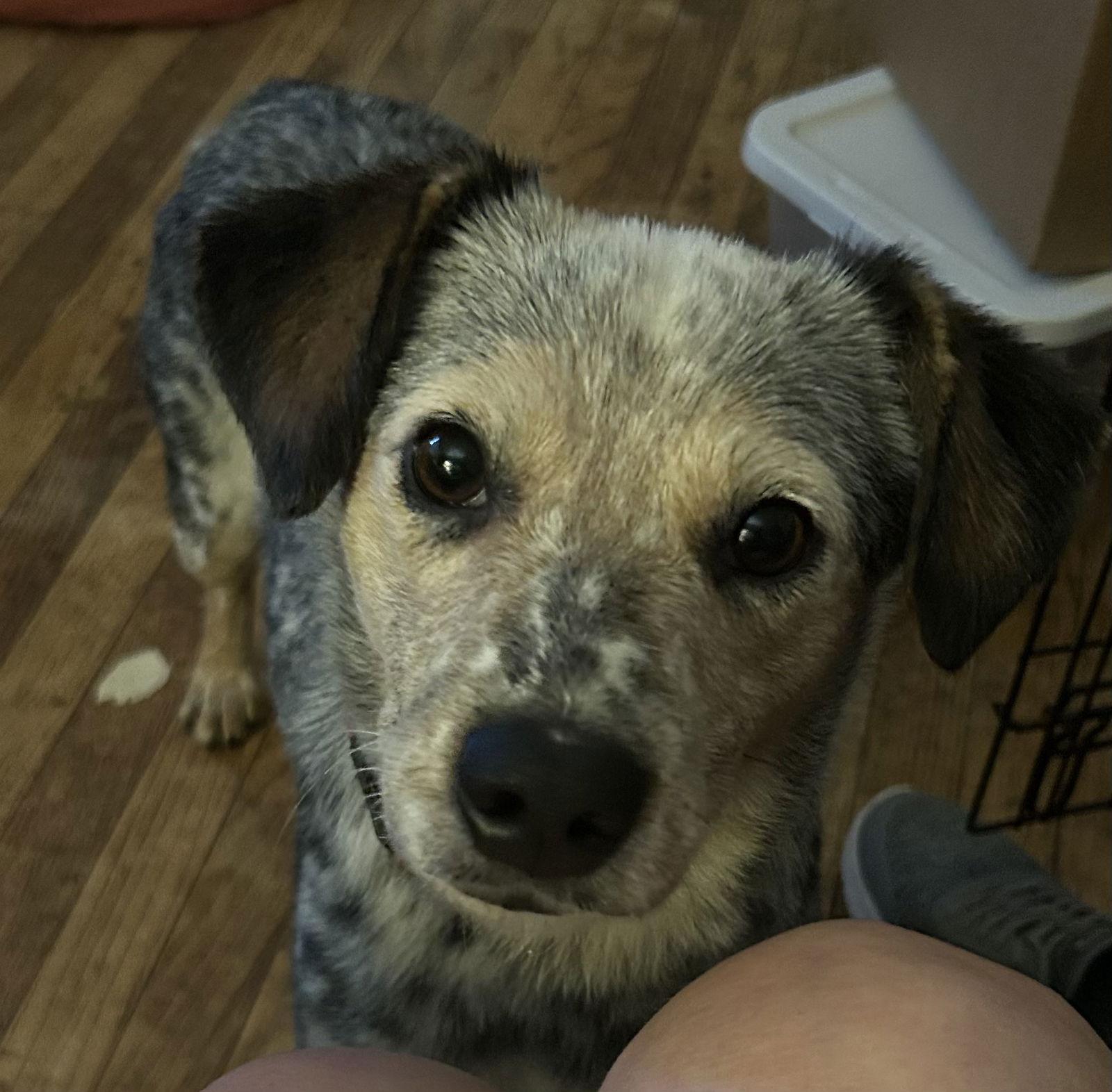 Bindi, a Adoptable mixed breed in O'Fallon, MO image 2/3