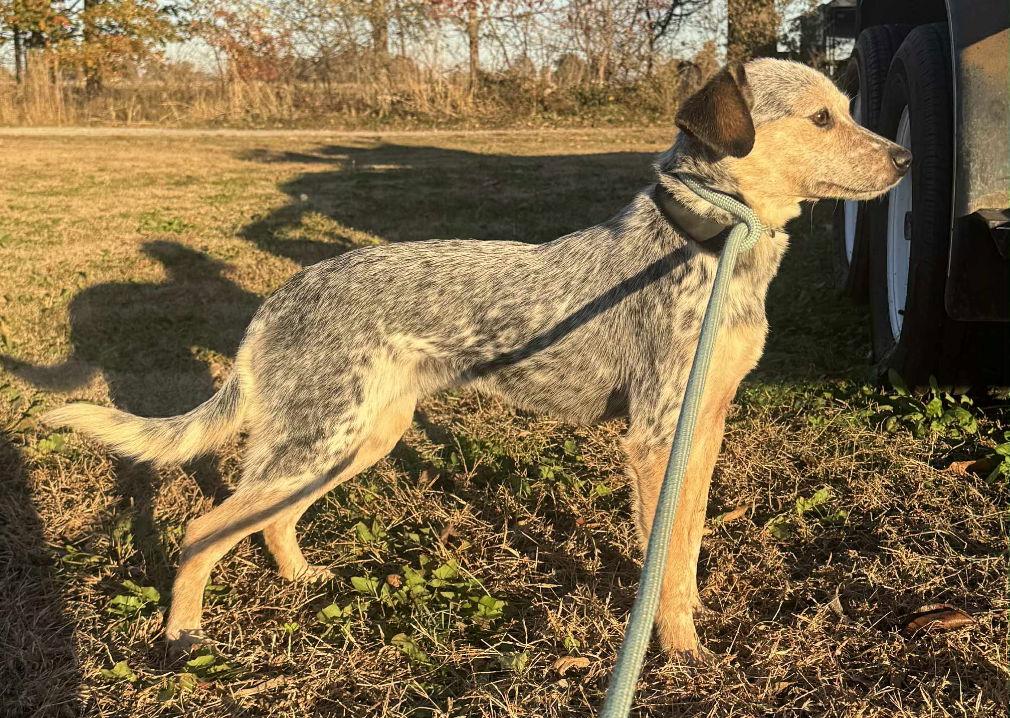 Bindi, a Adoptable mixed breed in O'Fallon, MO image 3/3