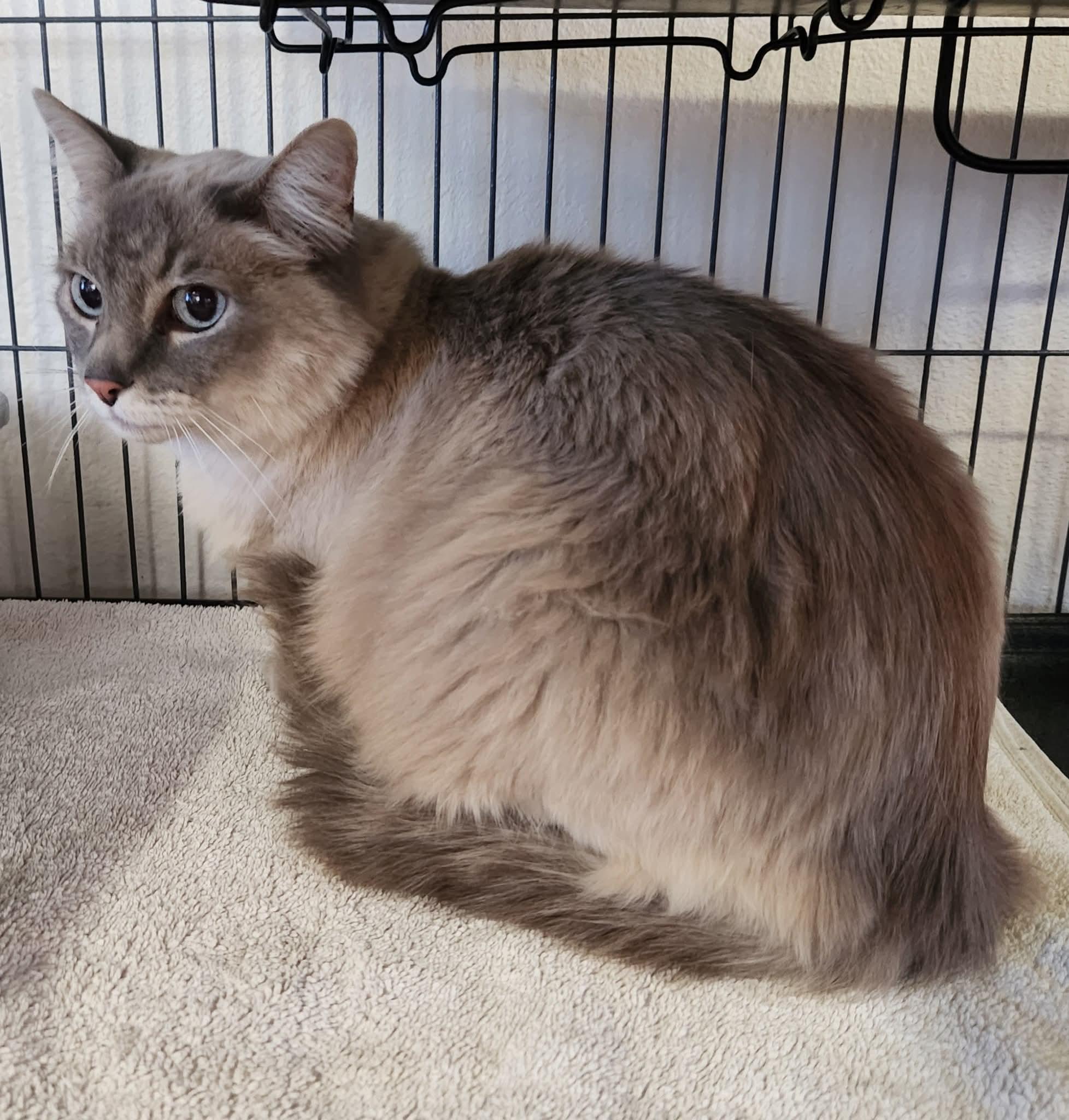 Himalayan Cat Adoption: Ultimate Guide to Finding Your Perfect Pet