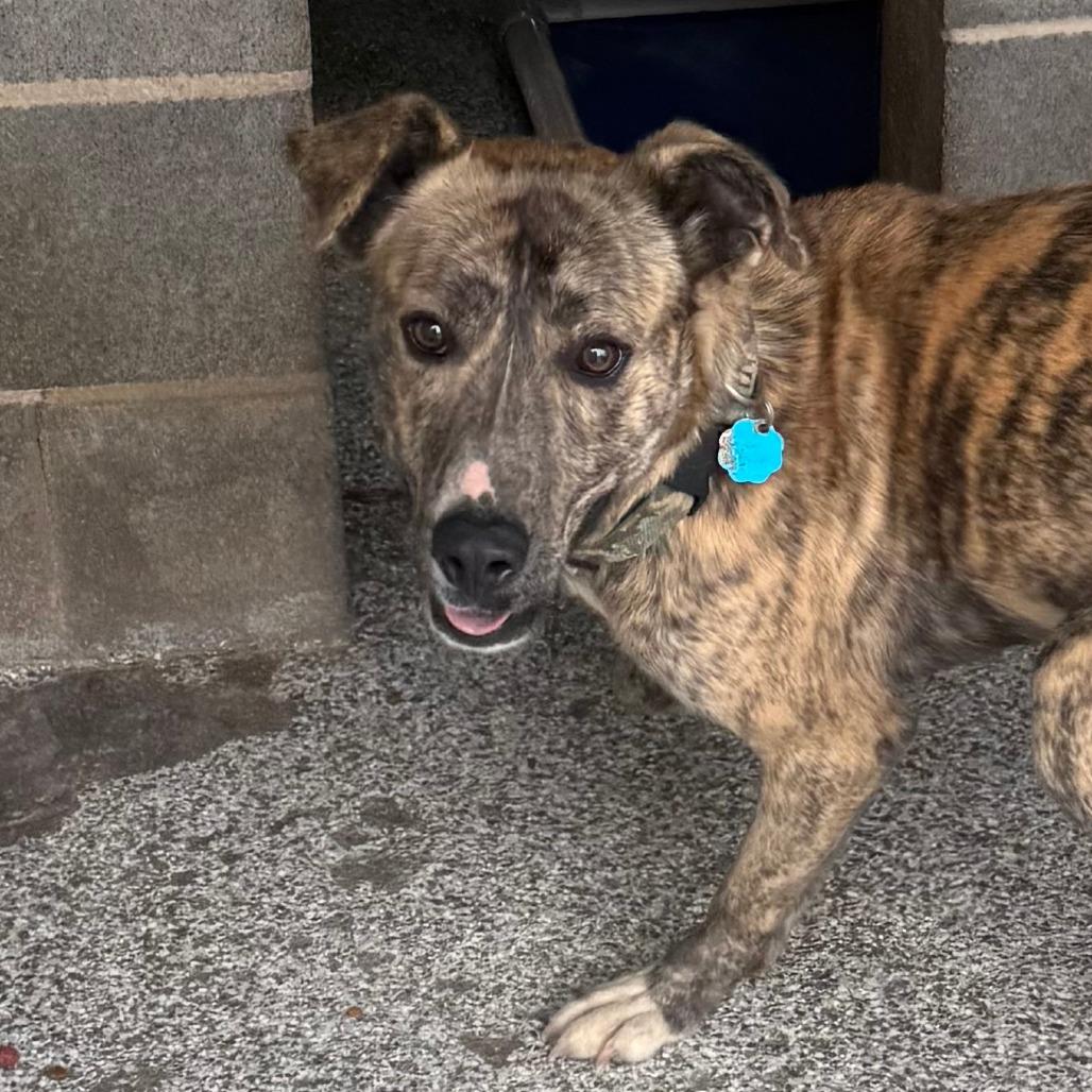 Buster, Adoptable, Young Male Mixed Breed.