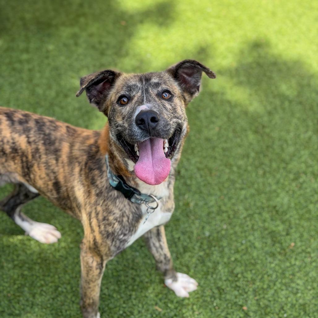 Enlarge Buster, a Adoptable Mixed Breed in Gainesville, GA image 2/5