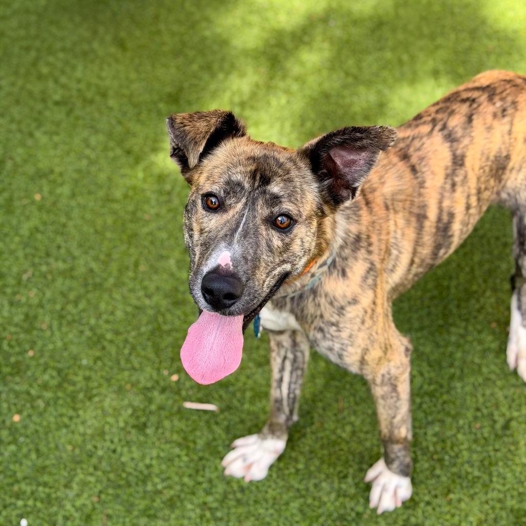 Enlarge Buster, a Adoptable Mixed Breed in Gainesville, GA image 3/5