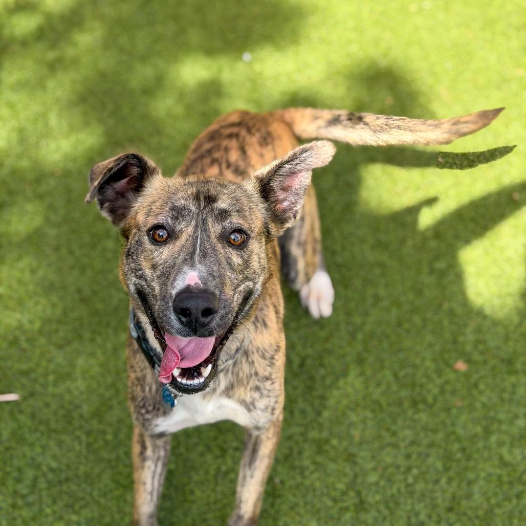 Enlarge Buster, a Adoptable Mixed Breed in Gainesville, GA image 4/5