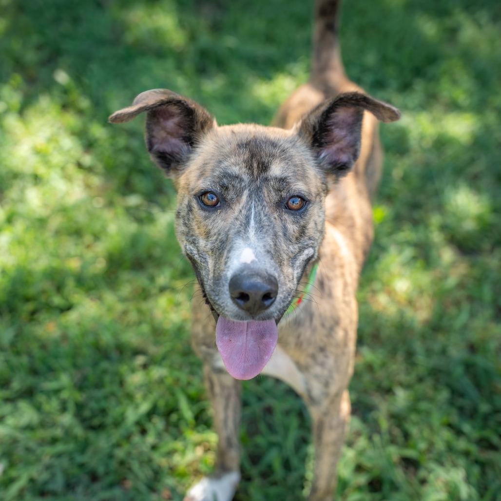 Buster, a Adoptable Mixed Breed in Gainesville, GA image 4/6