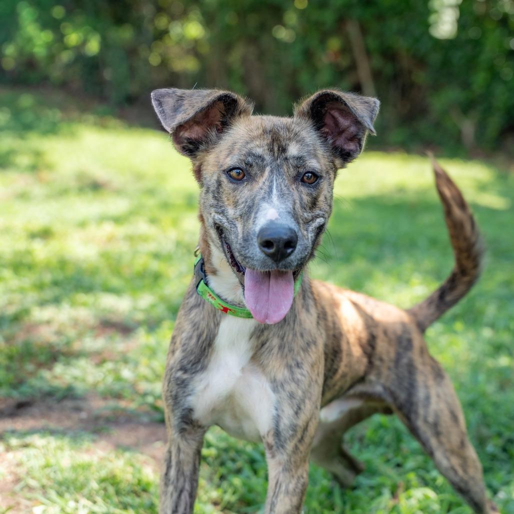 Buster, a Adoptable Mixed Breed in Gainesville, GA image 5/6