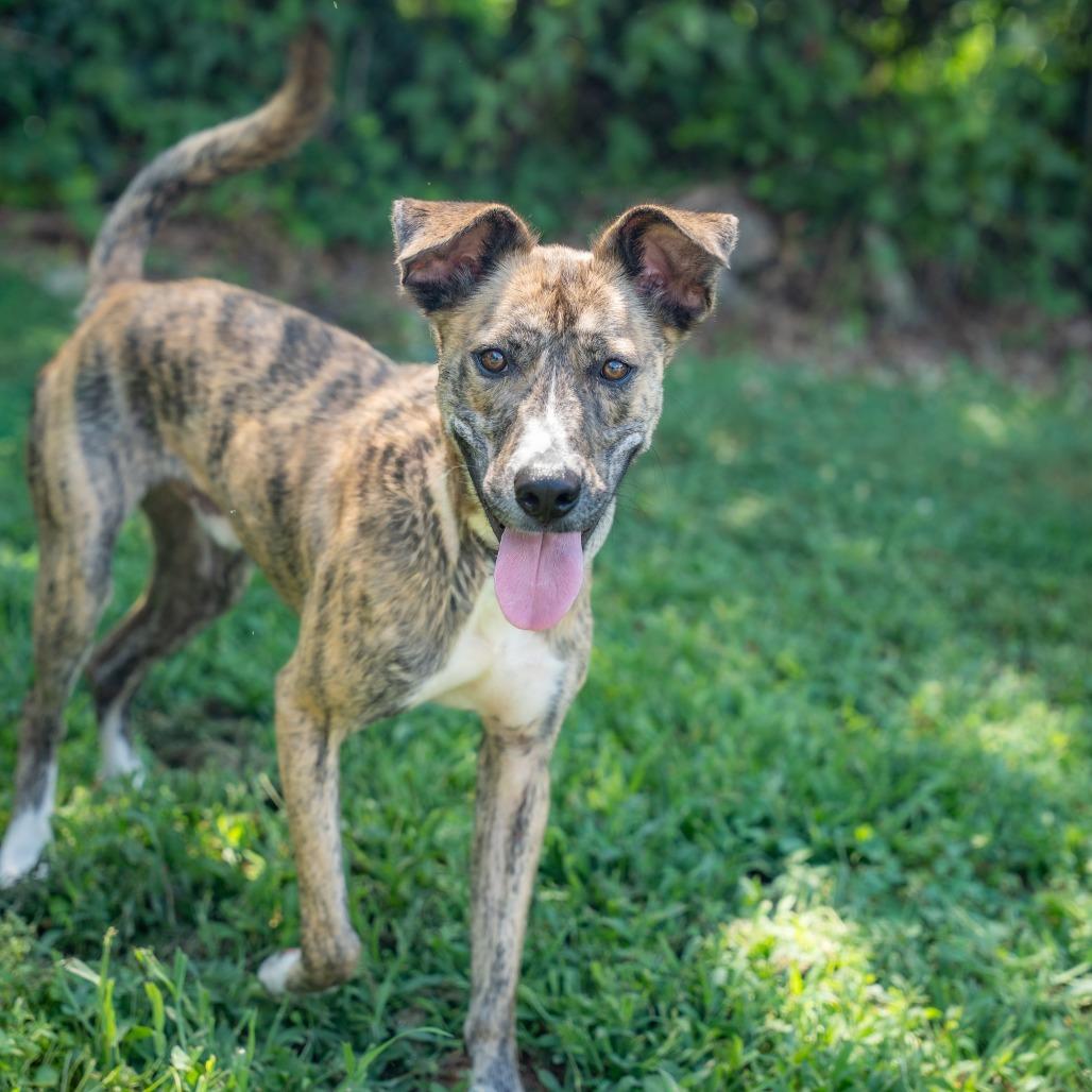 Buster, a Adoptable Mixed Breed in Gainesville, GA image 6/6