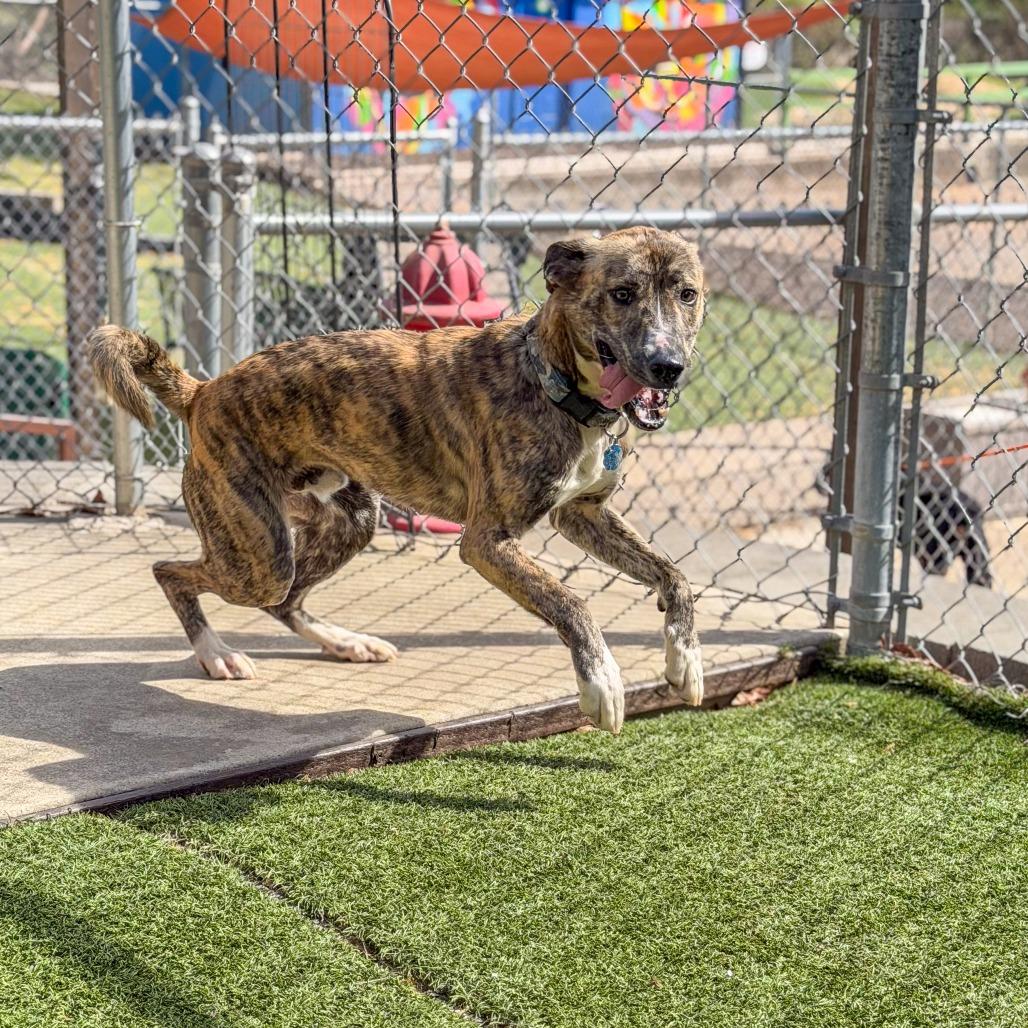 Enlarge Buster, a Adoptable Mixed Breed in Gainesville, GA image 5/5