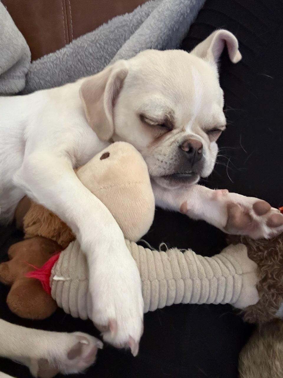 Winston, Adopted, Puppy Male Pug & Pekingese.