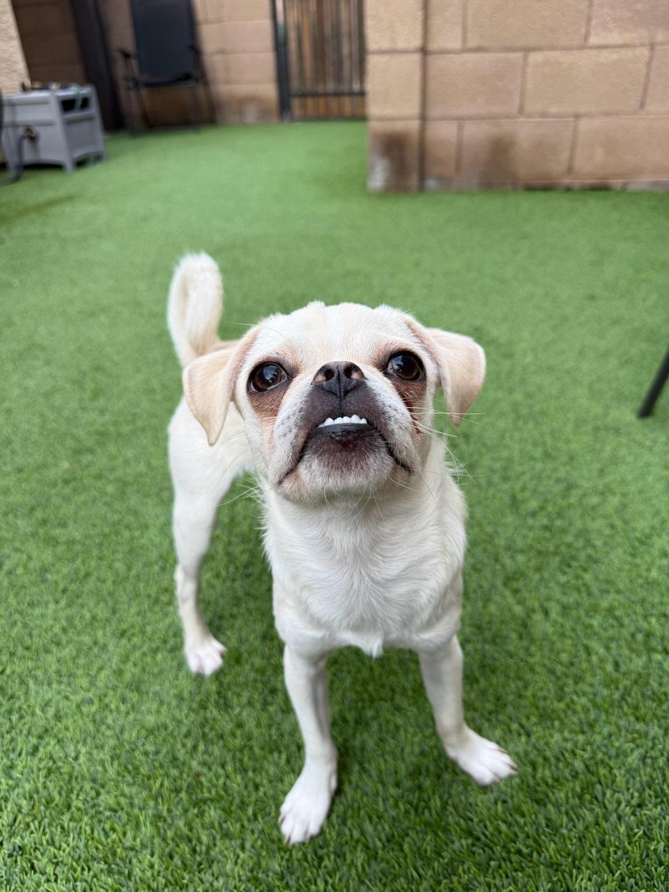 Winston, an adoptable Pug, Pekingese in Mesa, AZ, 85203 | Photo Image 4