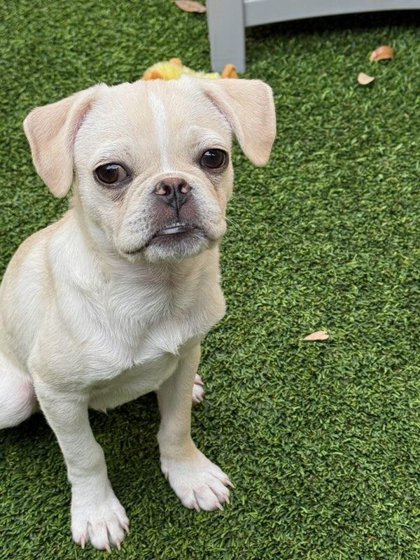 Enlarge Winston, a Adopted mixed breed in Mesa, AZ image 3/4