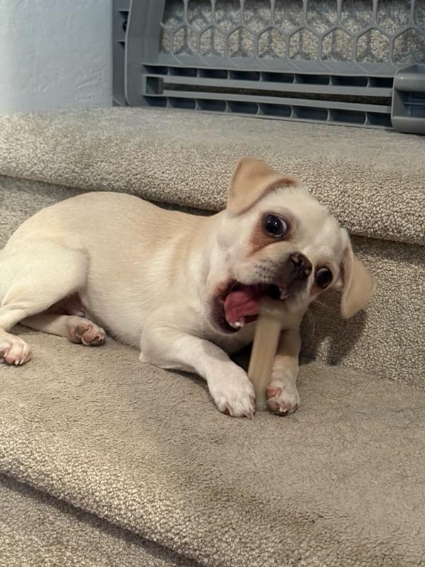 Enlarge Winston, a Adopted mixed breed in Mesa, AZ image 4/4