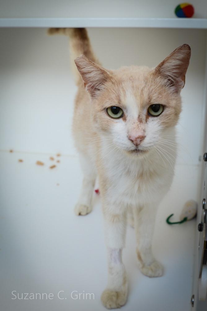 Enlarge Louis, a Adoptable mixed breed in New Orleans, LA image 3/5