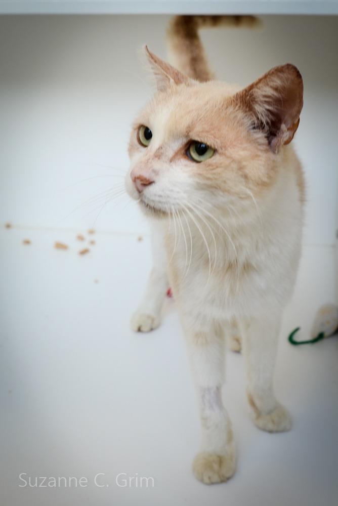 Enlarge Louis, a Adoptable mixed breed in New Orleans, LA image 5/5