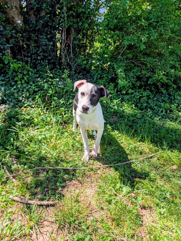 Ziggy, ADOPTABLE, Young Male Terrier & Hound.