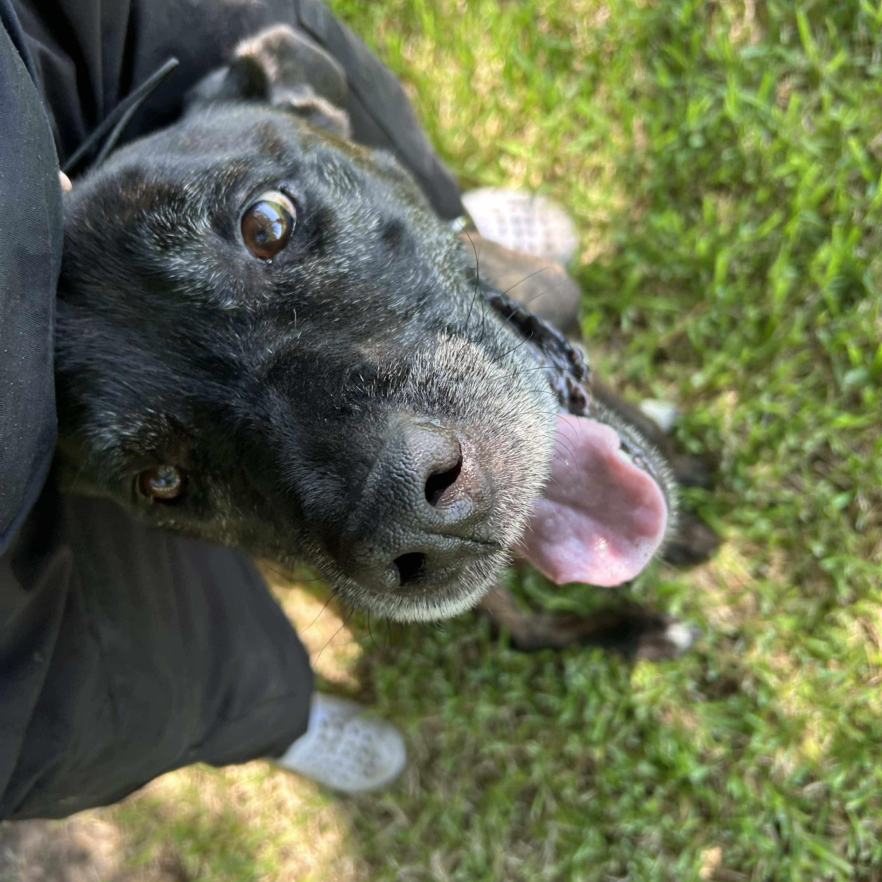 Enlarge Major, a Adoptable mixed breed in Salem, NH image 3/5