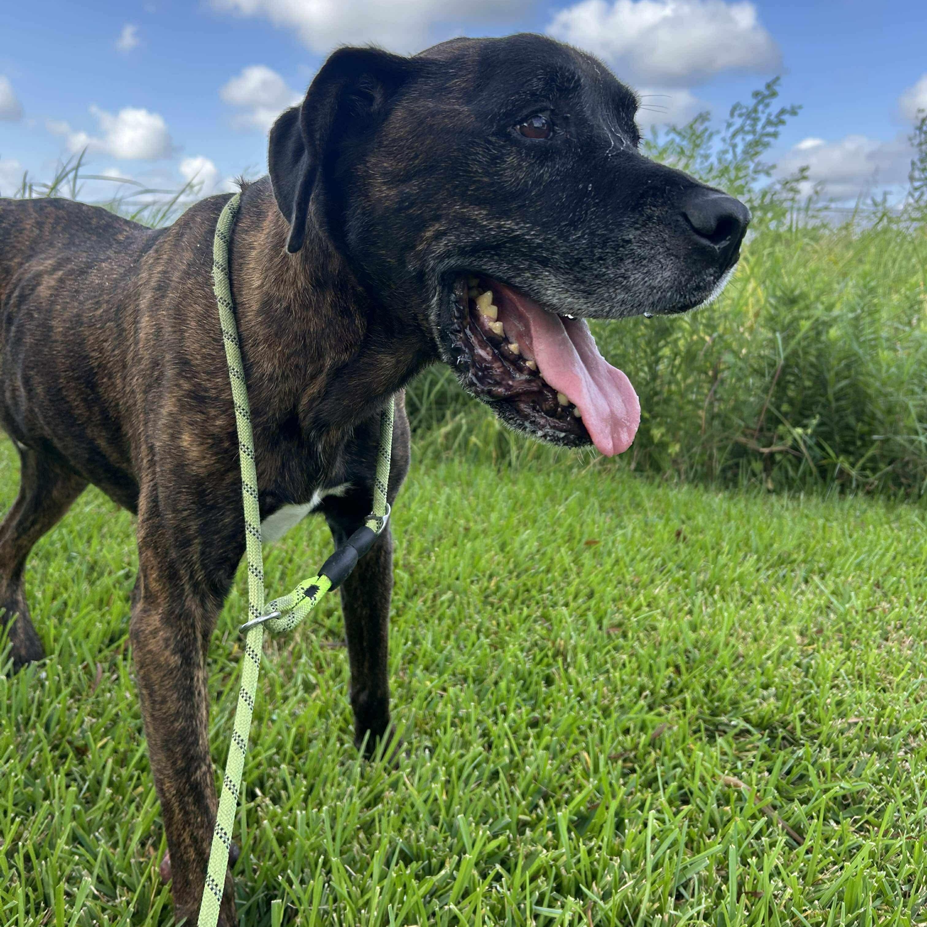 Enlarge Major, a Adoptable mixed breed in Salem, NH image 2/5