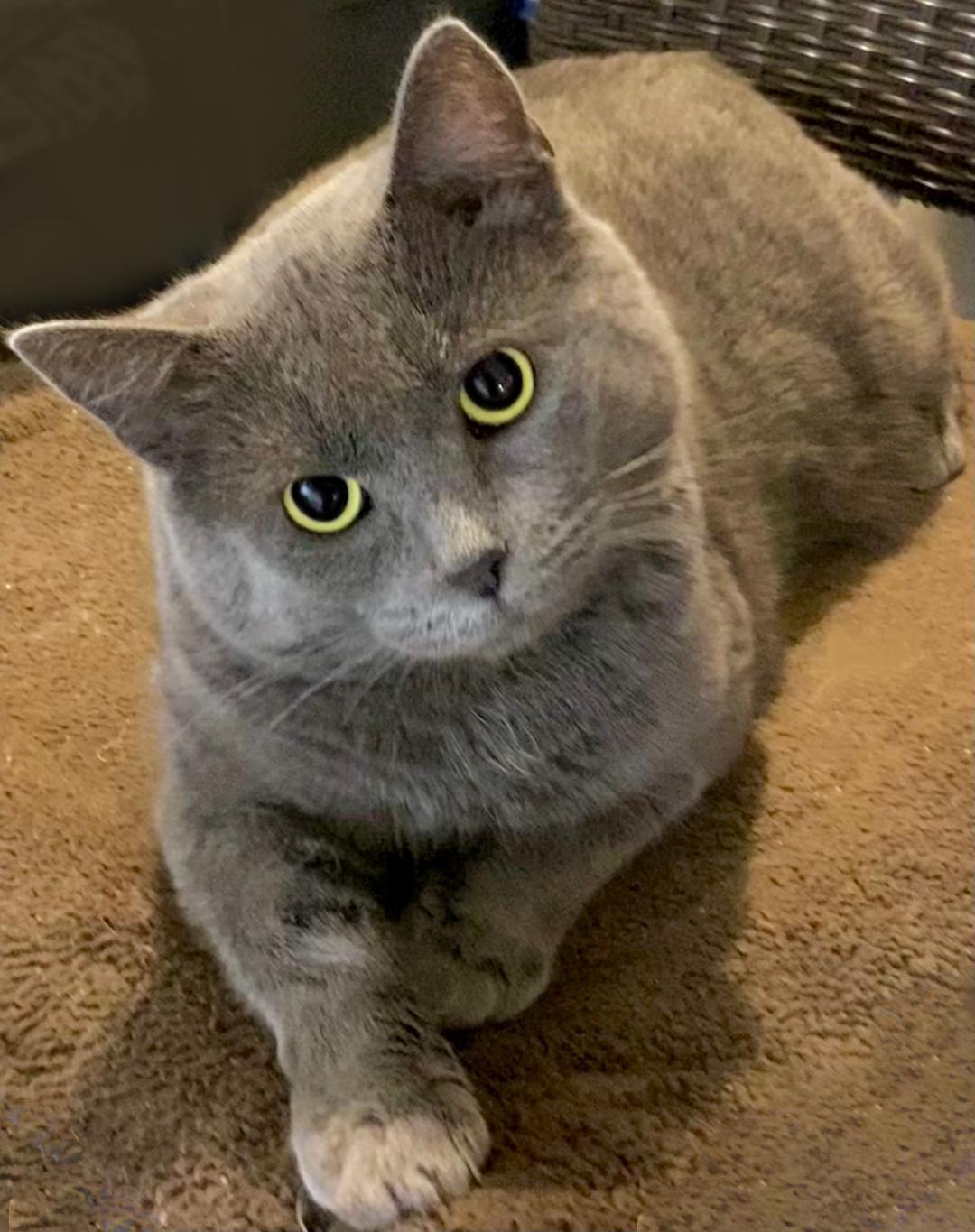 Chatfield, Adoptable, Adult Male Domestic Short Hair.