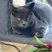 Enlarge Chatfield, a Adoptable Domestic Short Hair in Mansfield, OH image 2/3