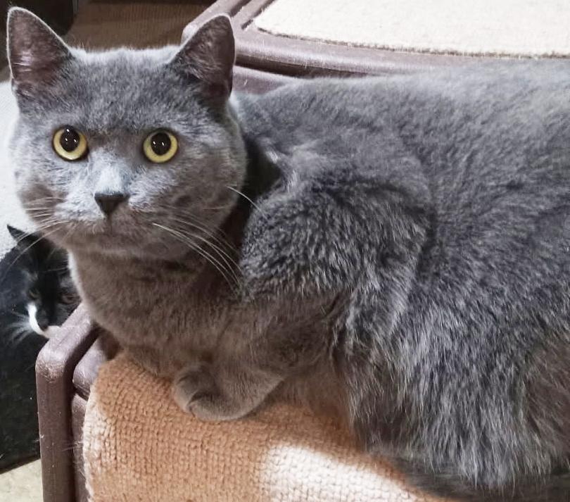 Enlarge Chatfield, a Adoptable Domestic Short Hair in Mansfield, OH image 3/3