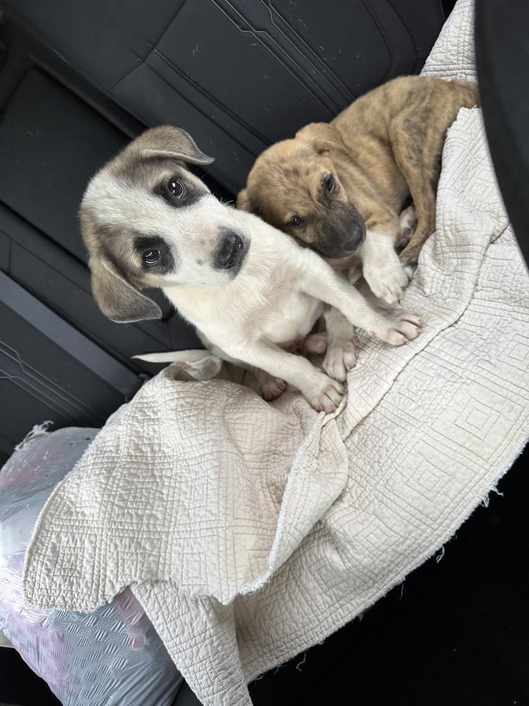 Mercer, Adoptable, Puppy Male Anatolian Shepherd.