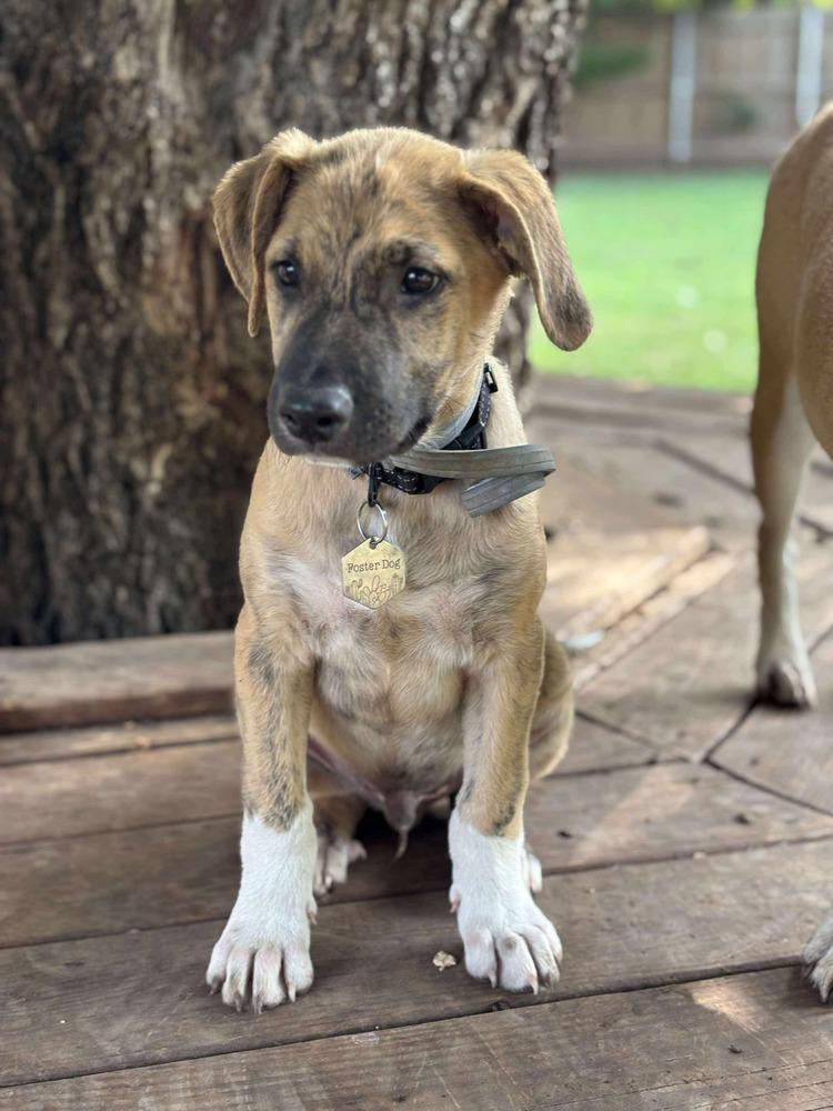 Enlarge Mercer, a Adoptable mixed breed in Shawnee, OK image 2/6