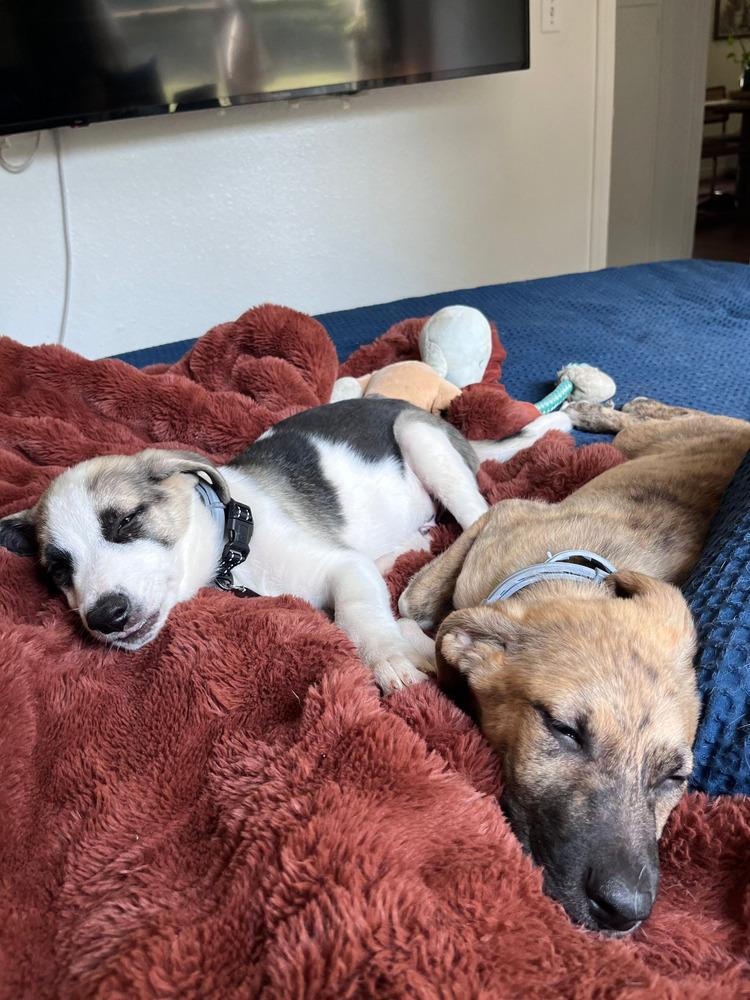 Enlarge Mercer, a Adoptable mixed breed in Shawnee, OK image 3/6