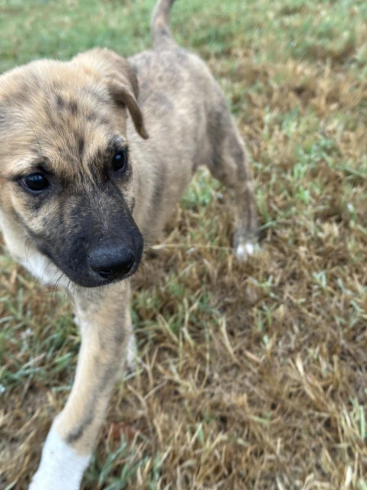 Enlarge Mercer, a Adoptable mixed breed in Shawnee, OK image 4/6