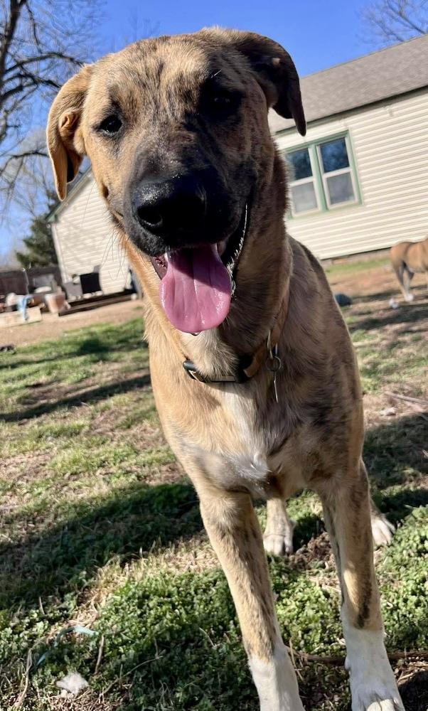 Enlarge Mercer, a Adoptable mixed breed in Shawnee, OK image 3/5