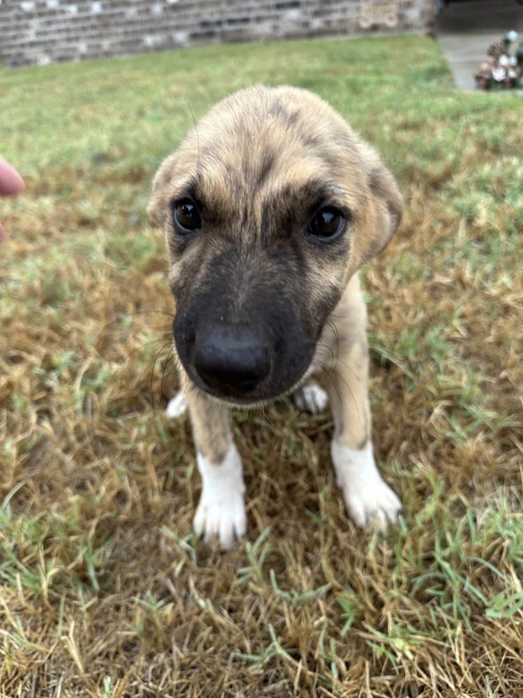 Enlarge Mercer, a Adoptable mixed breed in Shawnee, OK image 6/6