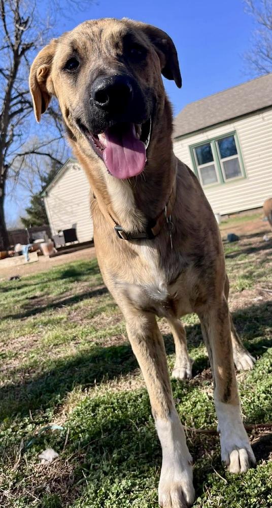 Enlarge Mercer, a Adoptable mixed breed in Shawnee, OK image 5/5