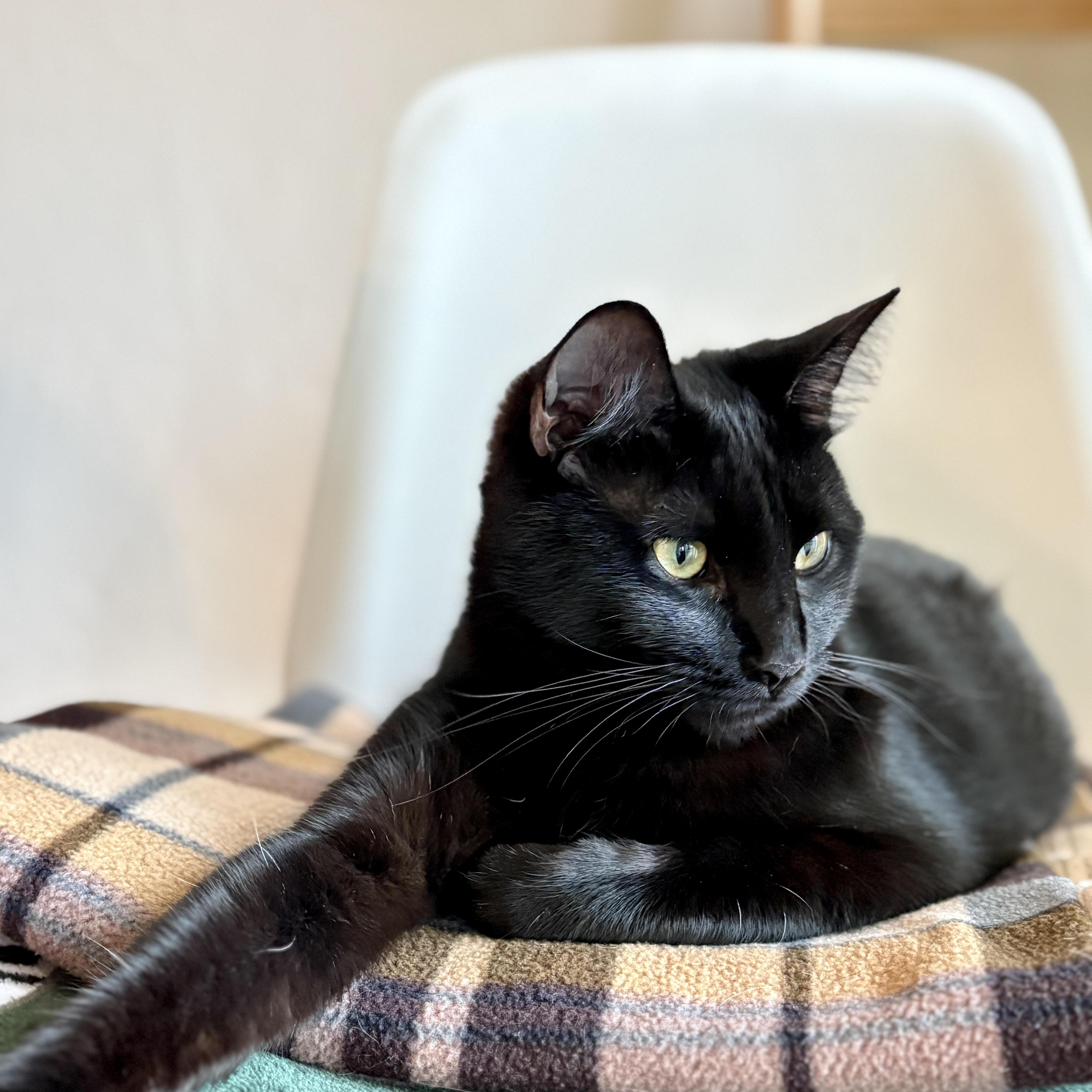 Poppy [bonded with sister, Fern], ADOPTABLE, Adult Female Domestic Short Hair.